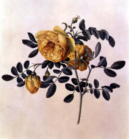Rosa hemispherica de Georg Dionysius Ehret