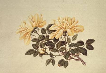 Rose: Chinese de Georg Dionysius Ehret
