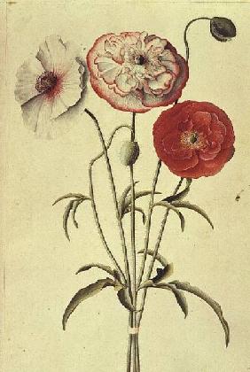 Poppies: Corn (Papaver Rhoeas)