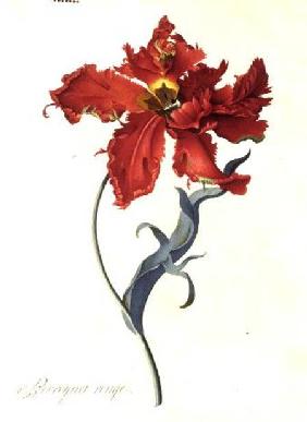 Tulip: Perroquet Rouge