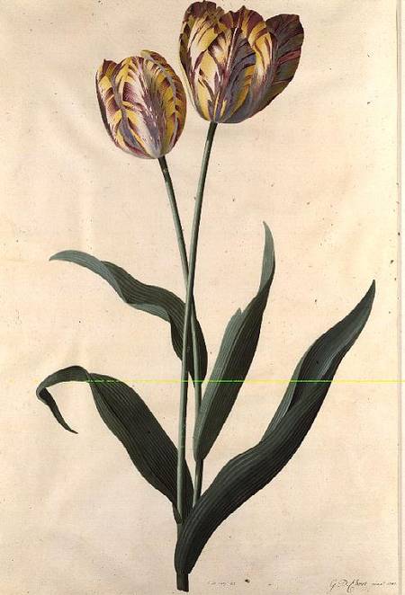 Tulip de Georg Dionysius Ehret