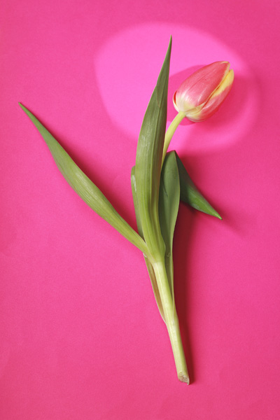 Tulpen de Georg R Brenner