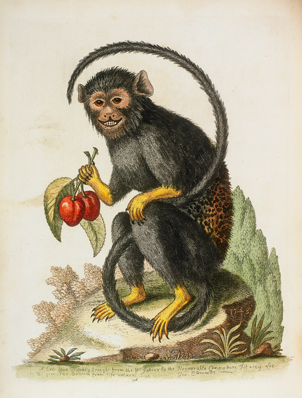 A Little Black Monkey Brought From The West Indies By Commodore Fitzroy Lee de George Edwards