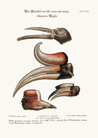 Four curious Beaks of Birds but little known de George Edwards