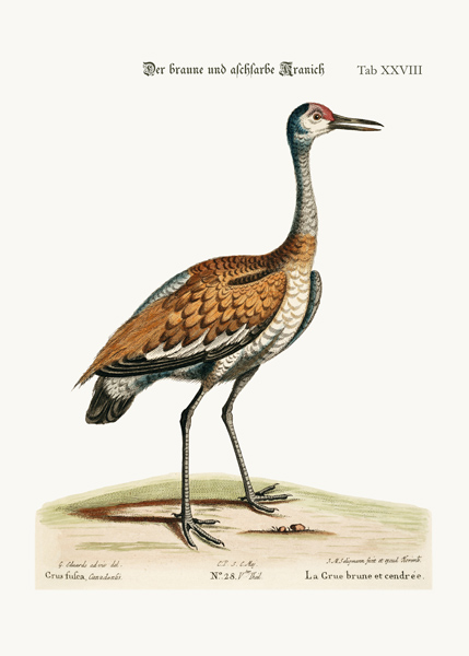 The Brown and Ash-coloured Crane de George Edwards