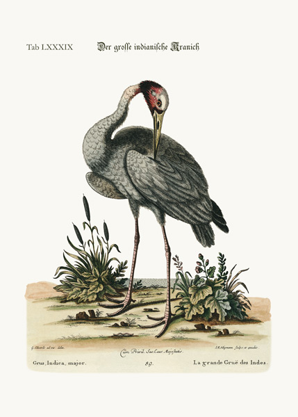 The greater Indian Crane de George Edwards