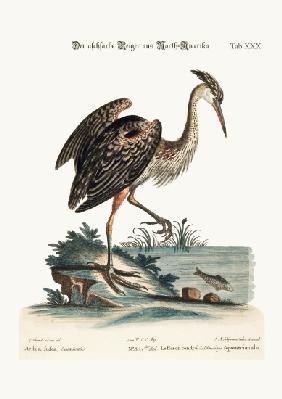 The Ash-coloured Heron from North-America