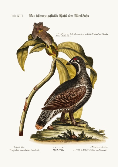 The Black and Spotted Heathcock de George Edwards