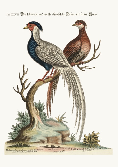 The black and white Chinese Cock Pheasant with its Hen de George Edwards