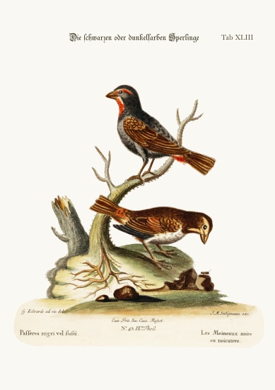The Black or Dusky Sparrows de George Edwards