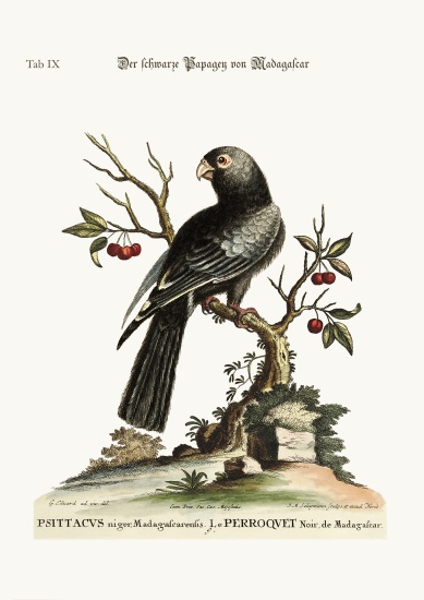 The black Parrot from Madagascar de George Edwards
