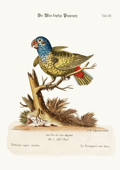 The Blue-headed Parrot de George Edwards