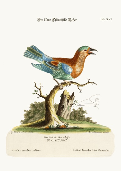 The Blue Jay from the East-Indies de George Edwards