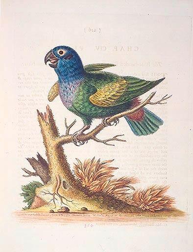 The Blueheaded Parrot. / Le Perroquet bleue de George Edwards