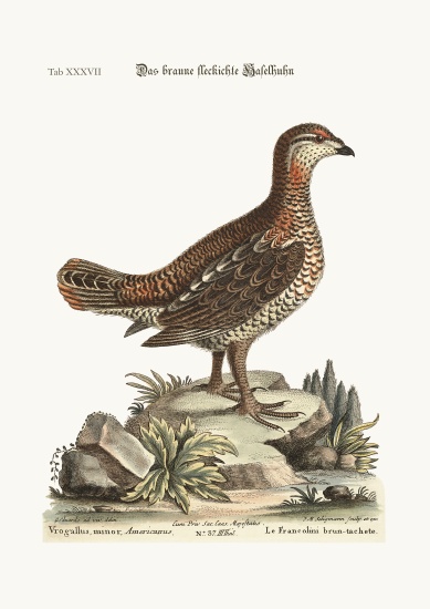 The brown and spotted Heathcock de George Edwards