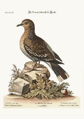 The brown Indian Dove