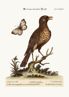 The Brown Indian Thrush