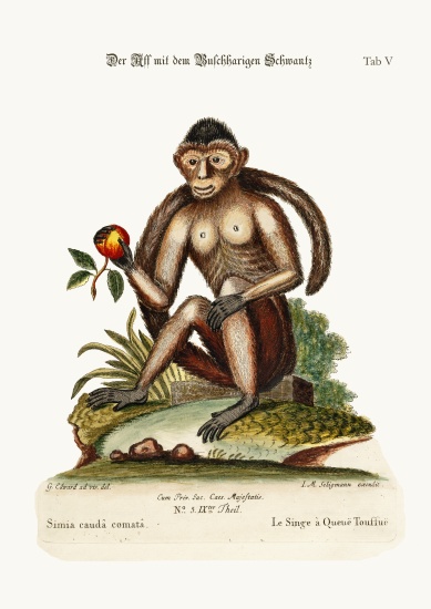 The Bush-tailed Monkey de George Edwards