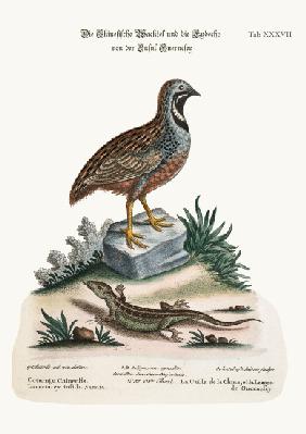 The Chinese Quail and the Guernsey Lizard