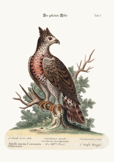 The Crowned Eagle de George Edwards