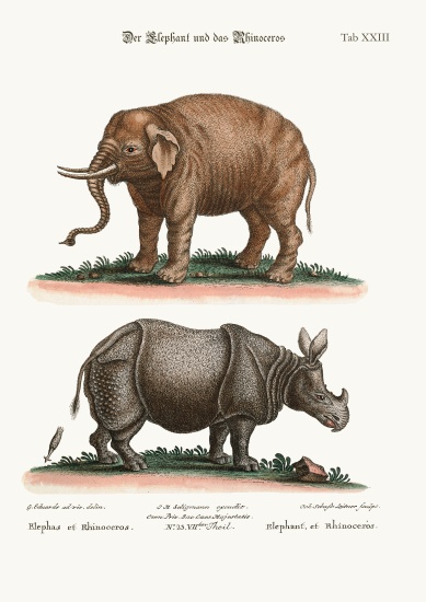The Elephant and the Rhinoceros de George Edwards