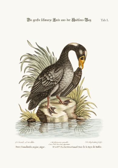 The Great Black Duck from Hudson's Bay de George Edwards