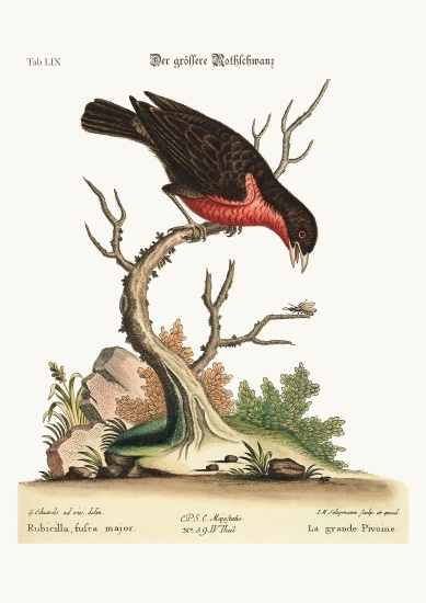 The greater Bullfinch de George Edwards