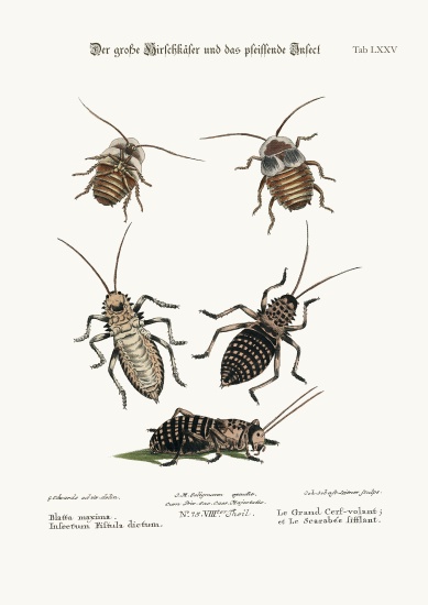 The Greater Cockroach, and the Whistle Insect de George Edwards