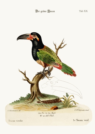 The Green Toucan de George Edwards