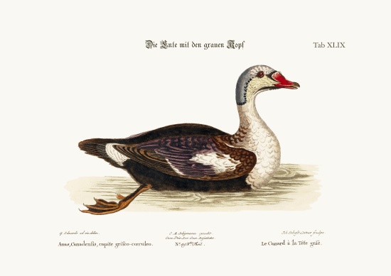 The Grey-Headed Duck de George Edwards