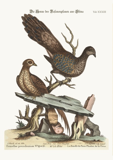 The Hen Peacock Pheasant from China de George Edwards