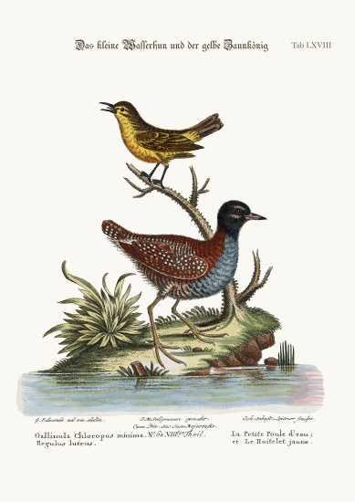 The Least Water-Hen, and the Yellow Wren de George Edwards