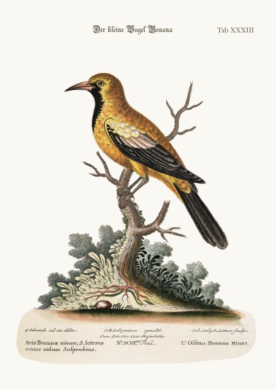 The Lesser Bonana Bird de George Edwards
