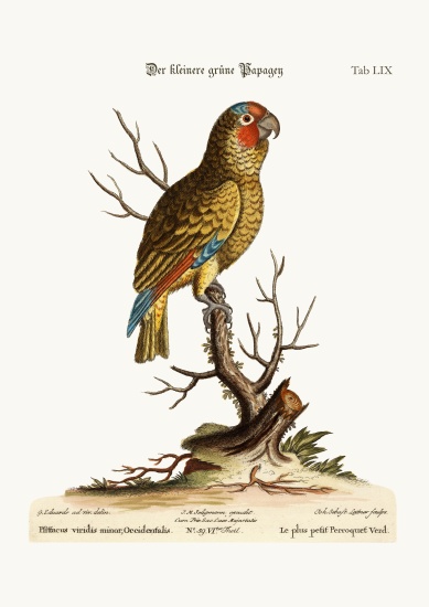 The Lesser Green Parrot de George Edwards