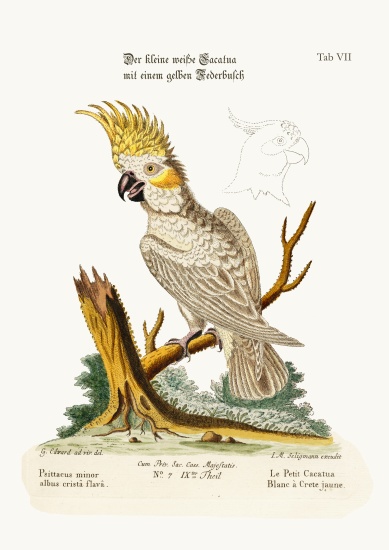 The Lesser White Cockatoo with a Yellow Crest de George Edwards