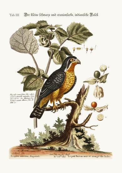 The little Black and Orange-coloured Indian Hawk de George Edwards