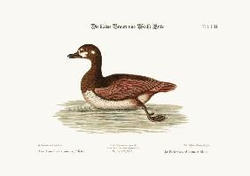 The little Brown and White Duck