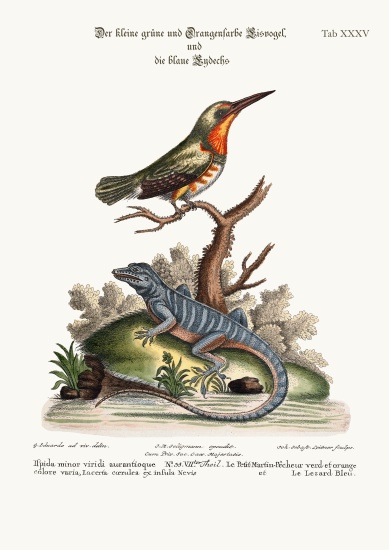 The little Green and Orange-coloured King-Fisher and the Blue Lizard de George Edwards
