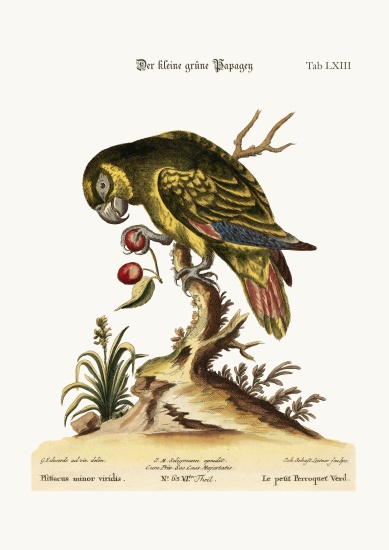 The Little Green Parrot de George Edwards