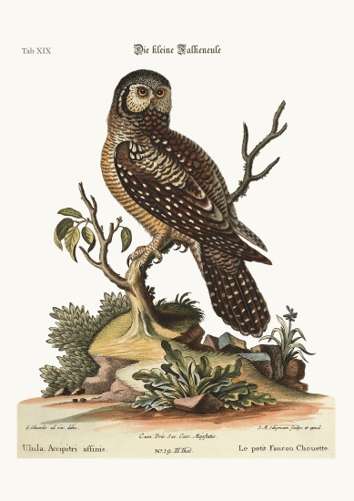 The little Hawk Owl de George Edwards