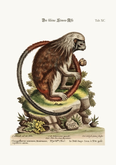 The little Lion-Monkey de George Edwards