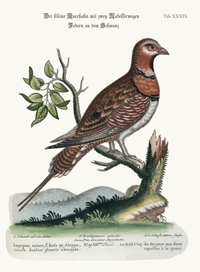 The little Pin-tailed Grous de George Edwards