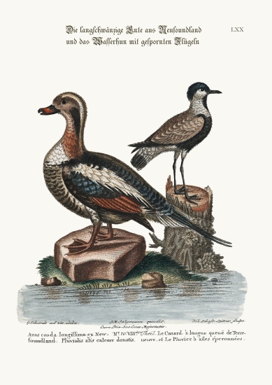 The Long-tailed Duck from Newfoundland, and the Spur-winged Plover de George Edwards