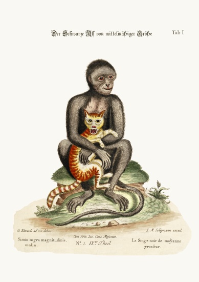 The Middle-sized Black Monkey de George Edwards