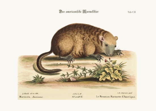 The Monax or Marmotte of America de George Edwards