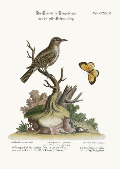 The Olive-coloured Flycatcher and the Yellow Butterfly de George Edwards