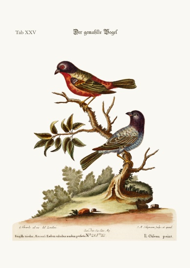 The Painted Finch de George Edwards