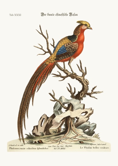 The painted Pheasant from China de George Edwards