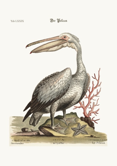The Pelican de George Edwards