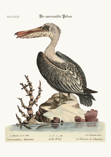 The Pelican of America de George Edwards